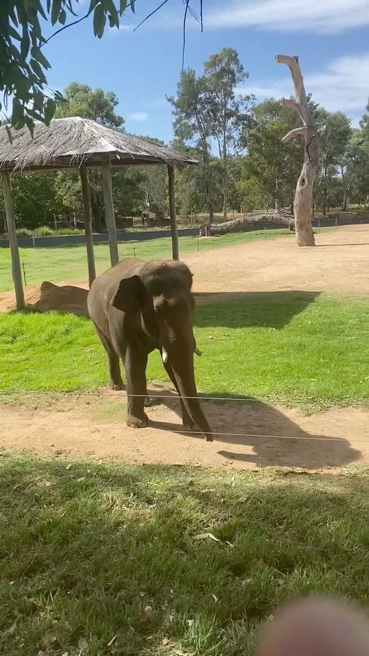 Dubbo Zoo 2025 Image -67de04ab11dc7